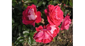 Cербские розы